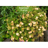 Комплект 5шт  / Лапчатка кустарниковая (курильский чай) Дейдаун